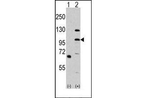 Image no. 1 for anti-Mitogen-Activated Protein Kinase Kinase Kinase MLK4 (KIAA1804) (N-Term) antibody (ABIN360429) (MLK4 antibody  (N-Term))