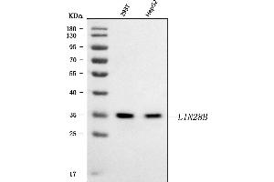 Western blot analysis of LIN28B using anti-LIN28B antibody (ABIN7600743).