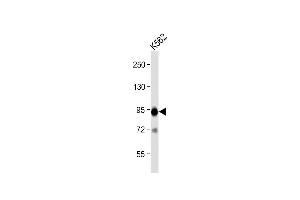 Anti-B-RAF Antibody  at 1:2000 dilution + K562 whole cell lysate Lysates/proteins at 20 μg per lane. (SNRPE antibody  (AA 424-453))