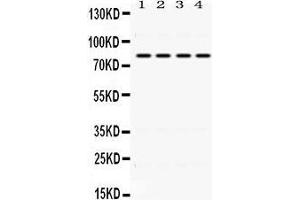 Western Blotting (WB) image for anti-Polymeric Immunoglobulin Receptor (PIGR) (AA 579-613), (C-Term) antibody (ABIN3043380)