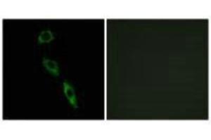 Immunofluorescence analysis of A549 cells, using ERAS antibody. (ERAS antibody  (C-Term))