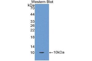 Western Blotting (WB) image for anti-Oncomodulin (OCM) (AA 1-109) antibody (ABIN1860097) (Oncomodulin antibody  (AA 1-109))
