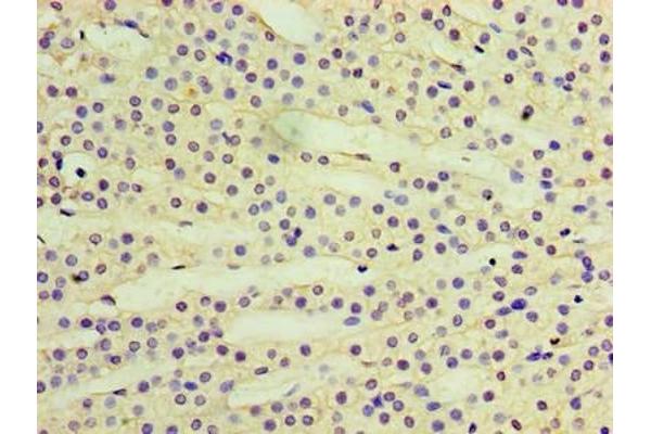 RAB6A antibody  (AA 2-208)