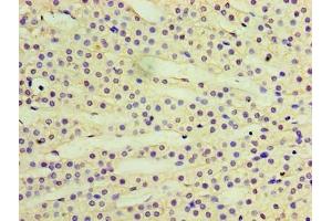 Immunohistochemistry of paraffin-embedded human adrenal gland tissue using ABIN7167365 at dilution of 1:100 (RAB6A antibody  (AA 2-208))