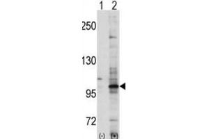Western Blotting (WB) image for anti-EPH Receptor A7 (EPHA7) antibody (ABIN3003338) (EPH Receptor A7 antibody)