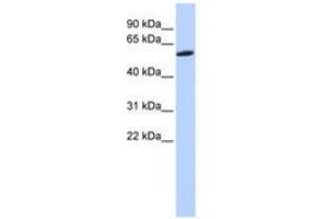 Image no. 1 for anti-Zinc Finger Protein 454 (ZNF454) (AA 108-157) antibody (ABIN6740479)