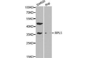 Western blot analysis of extracts of various cell lines, using RPL5 antibody. (RPL5 antibody  (AA 1-95))
