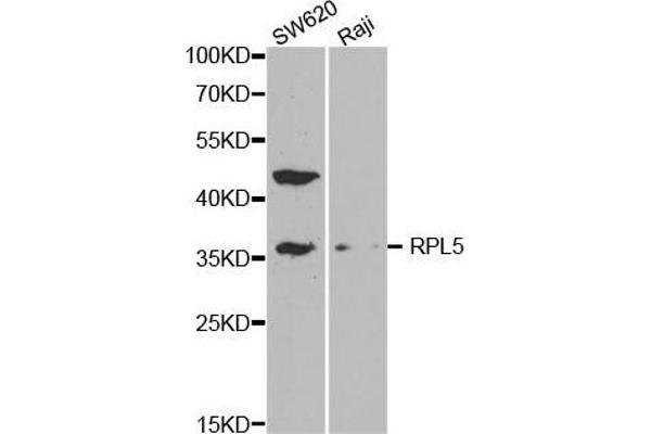 RPL5 anticorps  (AA 1-95)
