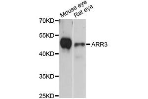 Western blot analysis of extracts of various cell lines, using ARR3 antibody (ABIN6292647) at 1:3000 dilution. (ARR3 antibody)