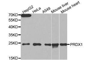 Western blot analysis of extracts of various cell lines, using PRDX1 antibody. (Peroxiredoxin 1 antibody  (AA 1-199))