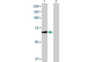Western Blot analysis of PLEKHA8 expression in transfected 293T cell line by PLEKHA8 MaxPab polyclonal antibody. (PLEKHA8 antibody  (AA 1-440))
