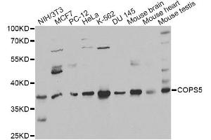 Western blot analysis of extracts of various cell lines, using COPS5 antibody (ABIN6291035) at 1:1000 dilution.