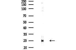 anti-Ribosomal Protein L19 (RPL19) (C-Term) antibody