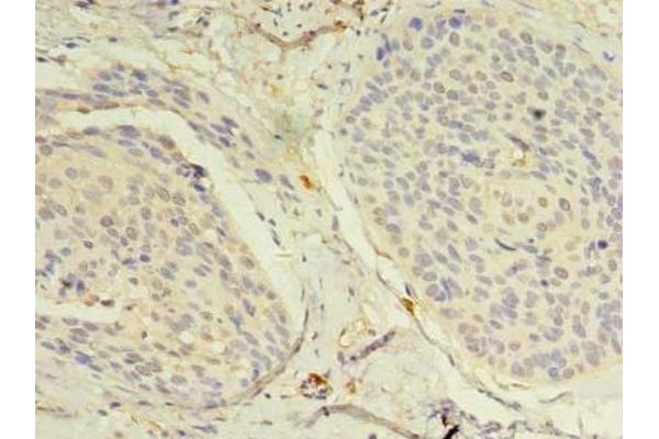 NAT8 antibody  (AA 64-227)