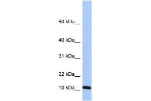 WB Suggested Anti-FAU Antibody Titration: 0. (FAU antibody  (Middle Region))