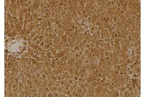 ABIN6275557 at 1/100 staining Mouse liver tissue by IHC-P. (SERPINB9 antibody  (Internal Region))