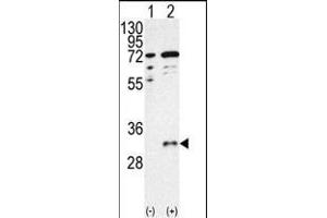Western blot analysis of CTDSP1 (arrow) using CTDSP1- Antibody (C-term) (ABIN392888 and ABIN2842289). (CTDSP1 antibody  (C-Term))