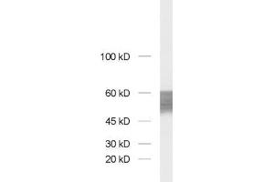 Western Blotting (WB) image for anti-Cell Adhesion Molecule 2 (CADM2) (AA 167-181) antibody (ABIN1742492) (CADM2 antibody  (AA 167-181))