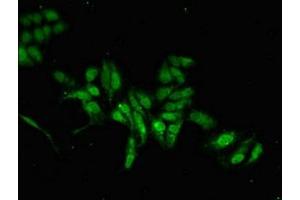 Immunofluorescent analysis of Hela cells using ABIN7165775 at dilution of 1:100 and Alexa Fluor 488-congugated AffiniPure Goat Anti-Rabbit IgG(H+L) (MAB21L2 antibody  (AA 1-300))