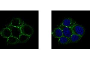 Immunofluorescence (IF) image for anti-Caveolin 2 (CAV2) (N-Term) antibody (ABIN2856589)