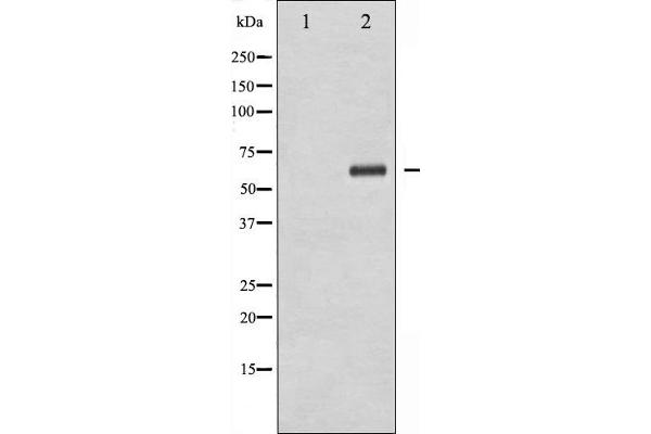 XIAP antibody  (pSer87)