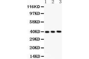 Anti- Fetuin A antibody, Western blotting All lanes: Anti FetuinA  at 0. (Fetuin A antibody  (AA 19-345))