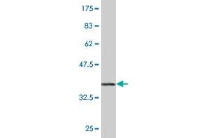 Western Blot detection against Immunogen (36. (TRIM25 antibody  (AA 211-310))