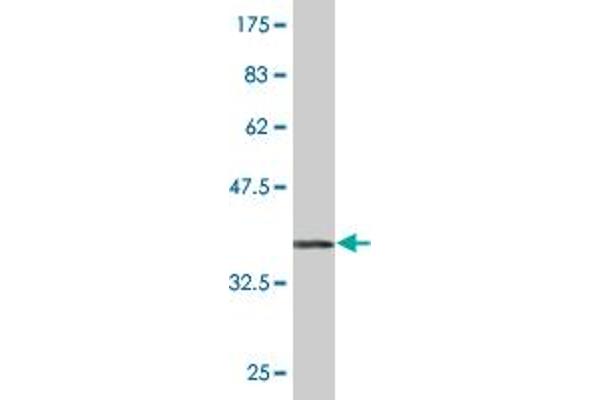 TRIM25 antibody  (AA 211-310)