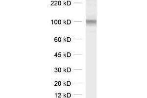 Western Blotting (WB) image for anti-Solute Carrier Family 6 (Neurotransmitter Transporter, Glycine), Member 5 (SLC6A5) (AA 1-229) antibody (ABIN1742533) (SLC6A5 antibody  (AA 1-229))