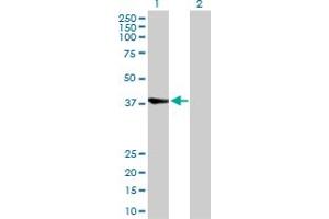 Western Blot analysis of RBCK1 expression in transfected 293T cell line by RBCK1 MaxPab polyclonal antibody. (RBCK1 antibody  (AA 1-230))