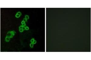 Immunofluorescence analysis of MCF7 cells, using EDG2 Antibody. (BUD31 antibody  (AA 5-54))