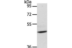 Western Blot analysis of Mouse heart tissue using ADIPOR1 Polyclonal Antibody at dilution of 1:200 (Adiponectin Receptor 1 antibody)