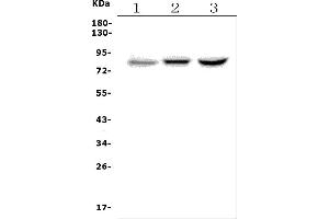 Western blot analysis of SETDB2 using anti-SETDB2 antibody (ABIN7602746).