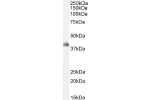 ABIN184709 staining (2µg/ml) of Human Cerebellum lysate (RIPA buffer, 35µg total protein per lane). (DKK3 antibody  (C-Term))