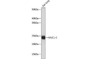 Western blot analysis of extracts of Rat lung, using MUC1 antibody (ABIN7268687) at 1:1000 dilution. (MUC1 antibody)