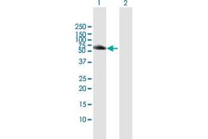 HCK antibody  (AA 1-505)