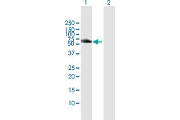 HCK antibody  (AA 1-505)