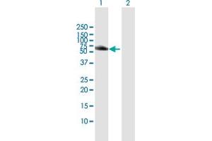 Western Blot analysis of HCK expression in transfected 293T cell line by HCK MaxPab polyclonal antibody. (HCK antibody  (AA 1-505))