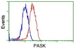 Image no. 8 for anti-PAS Domain Containing Serine/threonine Kinase (PASK) antibody (ABIN1500032) (PASK antibody)