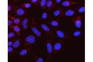 IF analysis of NLRX1 using anti-NLRX1 antibody (ABIN7602716). (NLRX1 antibody  (AA 98-874))