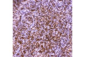 Anti-RUNX1/AML1 Picoband antibody ,  IHC(P): Rat Thymus Tissue (RUNX1 antibody  (Middle Region))