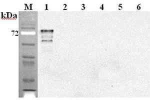 Western blot analysis using anti-DLL1 (mouse), mAb (D1L357-1-4)  at 1:2'000 dilution.