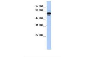 Image no. 1 for anti-Retinoid X Receptor, alpha (RXRA) (AA 38-87) antibody (ABIN6737742) (Retinoid X Receptor alpha antibody  (AA 38-87))
