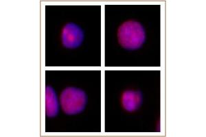 Immunofluorescence (IF) image for anti-X-Ray Repair Complementing Defective Repair in Chinese Hamster Cells 1 (XRCC1) (N-Term) antibody (ABIN6972913)