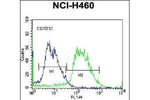PCDHAC2 Antibody (Center)  flow cytometric analysis of NCI- cells (right histogram) compared to a negative control cell (left histogram). (PCDHAC2 antibody  (AA 616-644))