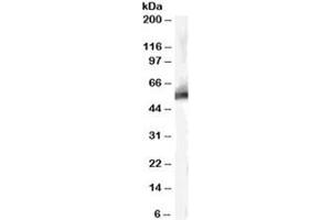 Western blot testing of human liver lysate with MDM2 antibody at 0. (MDM2 antibody)