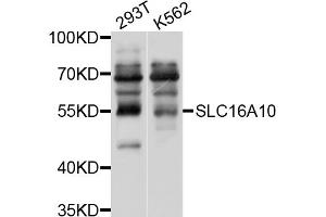 Western blot analysis of extracts of various cell lines, using SLC16A10 antibody (ABIN4905176) at 1:1000 dilution. (SLC16A10 antibody)