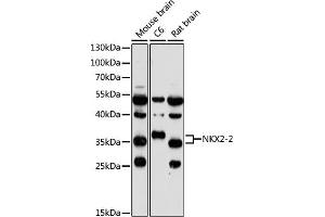 Western blot analysis of extracts of various cell lines, using NKX2-2 antibody (ABIN7268926) at 1:1000 dilution. (Nkx2-2 antibody  (AA 1-130))