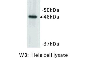 Image no. 1 for anti-Keratin 17 (KRT17) antibody (ABIN1112805)