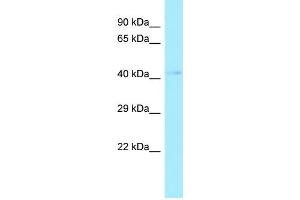 Western Blotting (WB) image for anti-Aflatoxin Beta1 Aldehyde Reductase (AKR7A2) (N-Term) antibody (ABIN2790027)